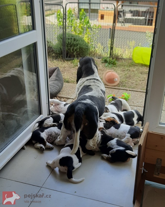 Basset Hound štěňátko s PP s výborným rodokmenem