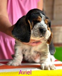 Inzerce psů Basset Hound štěňátko s PP s výborným rodokmenem