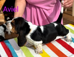 Basset Hound štěňátko s PP s výborným rodokmenem