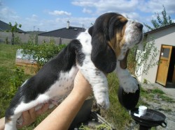 Basset Hound štěňátko s PP s výborným rodokmenem