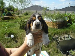 Basset Hound štěňátko s PP s výborným rodokmenem