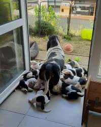Basset Hound štěňátko s PP s výborným rodokmenem