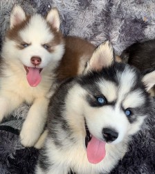 Sibiřský husky
