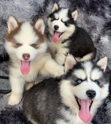 Sibiřský husky