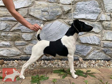 Foxterier hladkosrstý