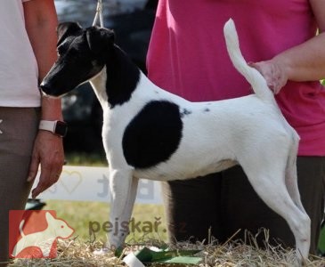 Foxterier hladkosrstý