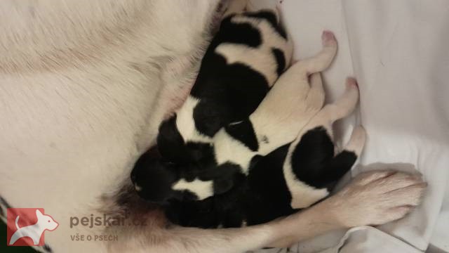 Foxterier hladkosrstý