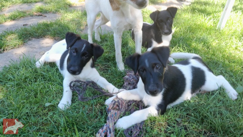 Foxterier hladkosrstý