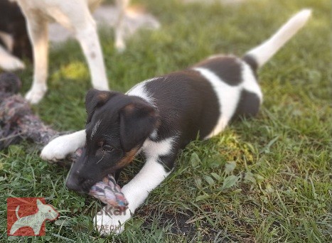 Foxterier hladkosrstý