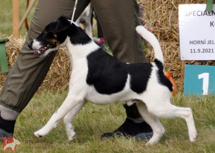 Foxterier hladkosrstý