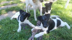 Foxterier hladkosrstý