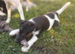 Foxterier hladkosrstý