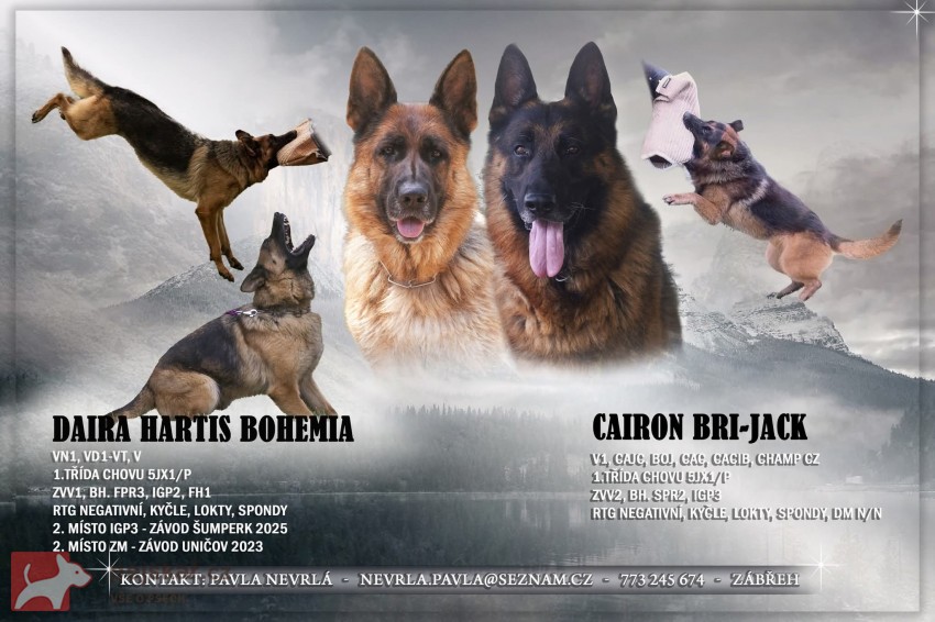 Německý ovčák s pp - štěňátka