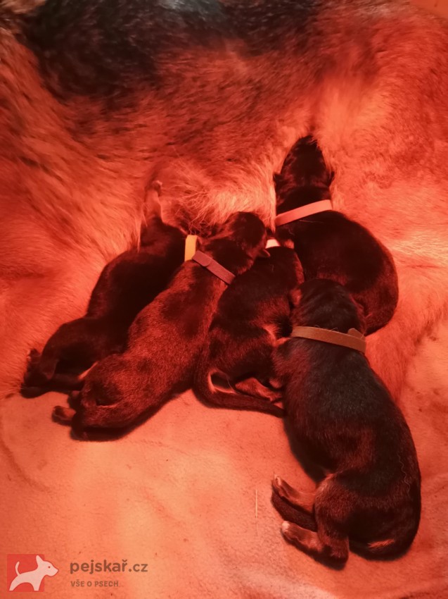 Německý ovčák s pp - štěňátka