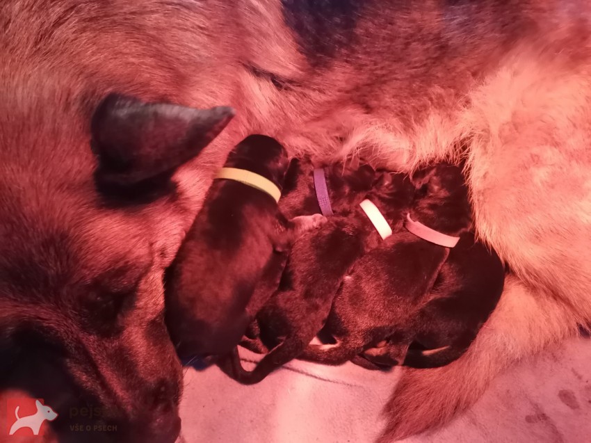 Německý ovčák s pp - štěňátka