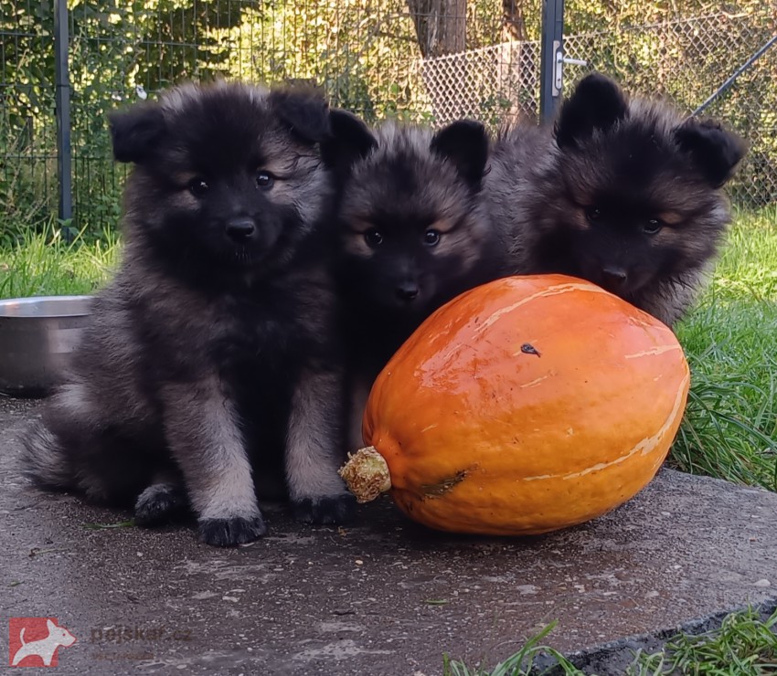 Německý špic vlčí / keeshond prodám štěňata s PP hlídač a společník