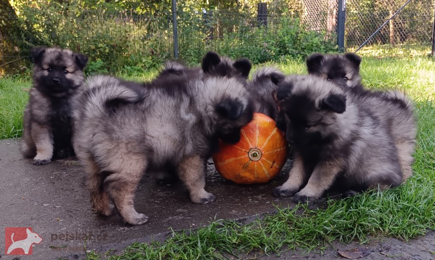 Německý špic vlčí / keeshond prodám štěňata s PP hlídač a společník