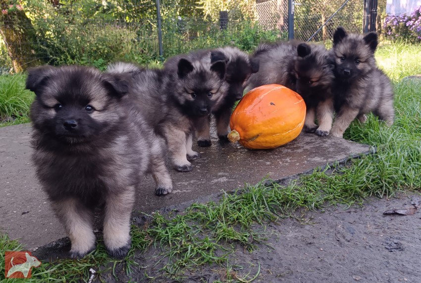 Německý špic vlčí / keeshond prodám štěňata s PP hlídač a společník