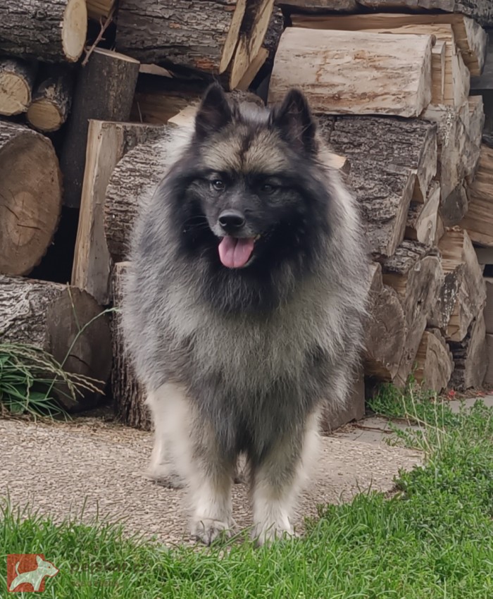 Německý špic vlčí / keeshond prodám štěňata s PP hlídač a společník