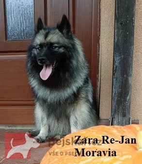 Německý špic vlčí / keeshond prodám štěňata s PP hlídač a společník