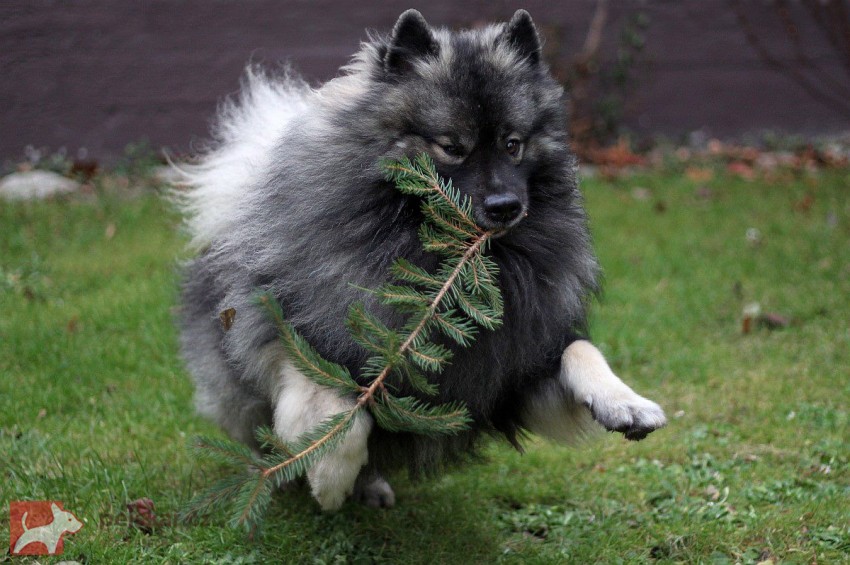 Německý špic vlčí / keeshond prodám štěňata s PP hlídač a společník