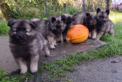 Německý špic vlčí / keeshond prodám štěňata s PP hlídač a společník