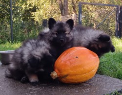 Německý špic vlčí / keeshond prodám štěňata s PP hlídač a společník