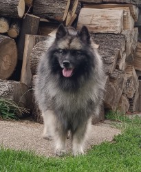 Německý špic vlčí / keeshond prodám štěňata s PP hlídač a společník