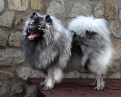Německý špic vlčí / keeshond prodám štěňata s PP hlídač a společník