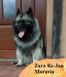 Německý špic vlčí / keeshond prodám štěňata s PP hlídač a společník