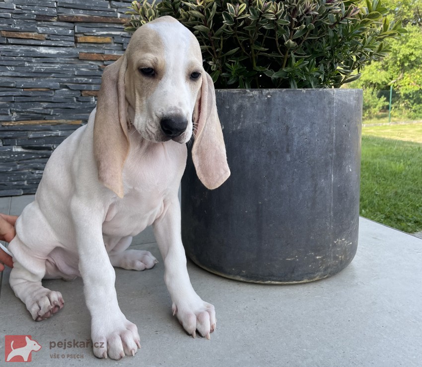 Porcelaine - štěně s PP