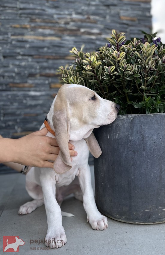 Porcelaine - štěně s PP