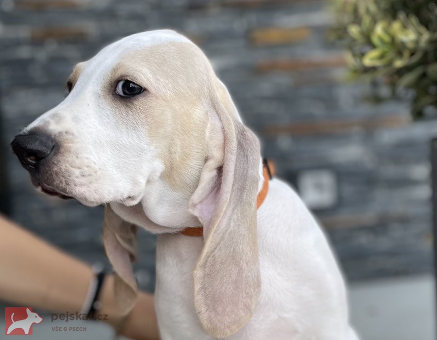 Porcelaine - štěně s PP