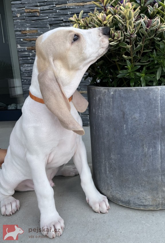 Porcelaine - štěně s PP