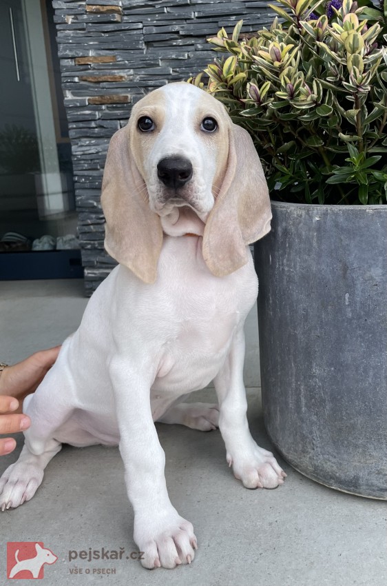 Porcelaine - štěně s PP