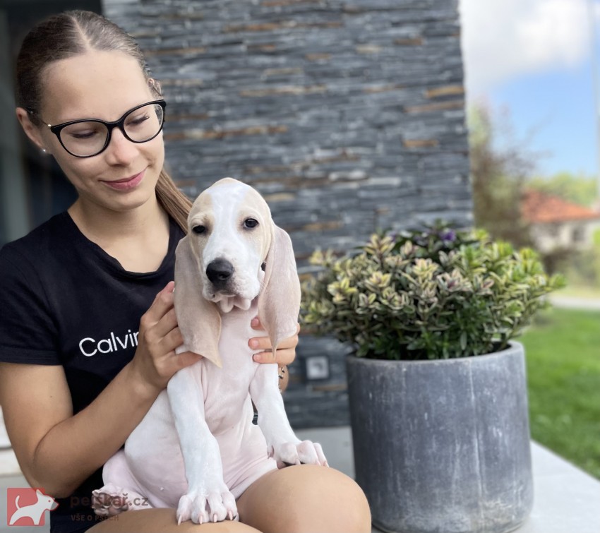 Porcelaine - štěně s PP