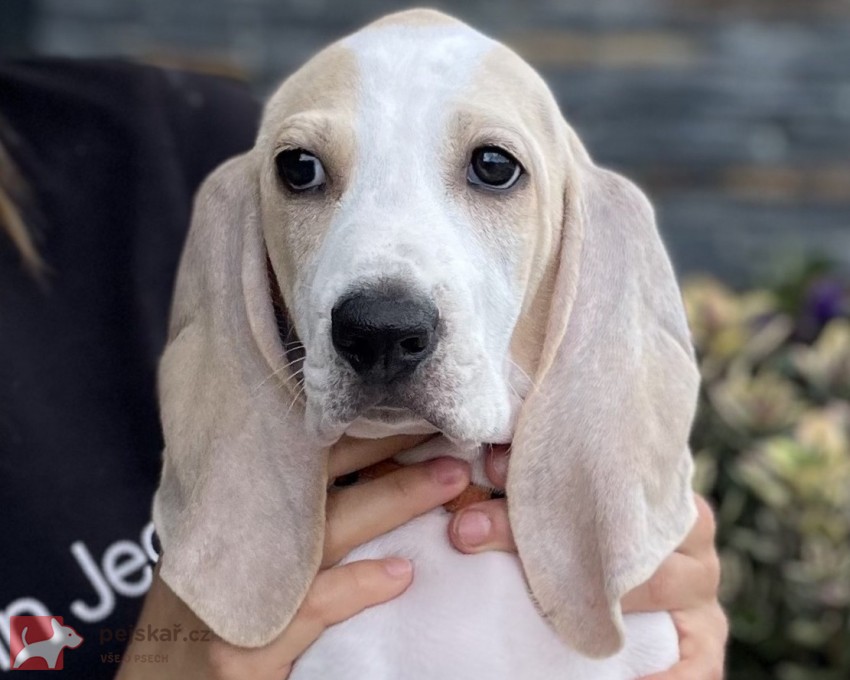 Porcelaine - štěně s PP