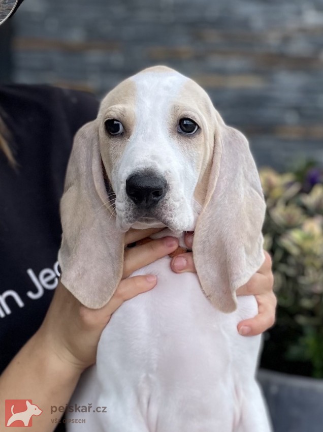 Porcelaine - štěně s PP