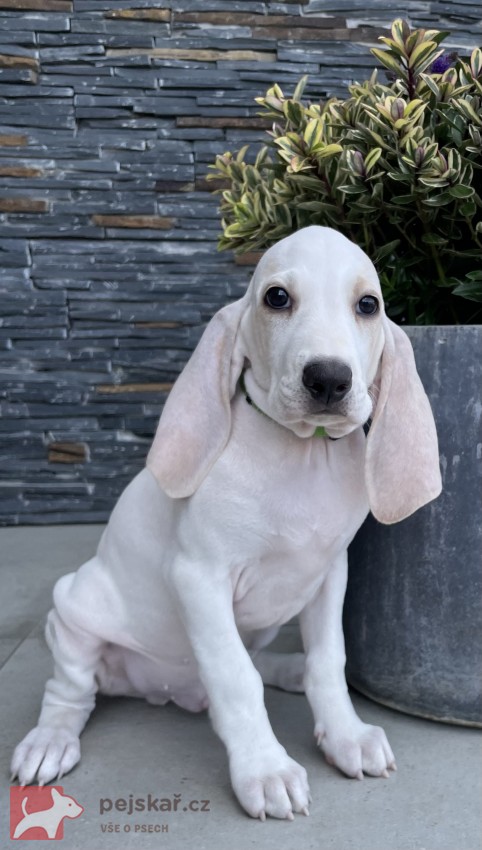 Porcelaine - štěně s PP