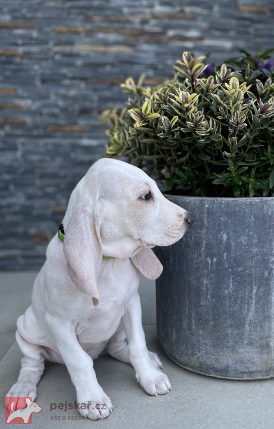Porcelaine - štěně s PP