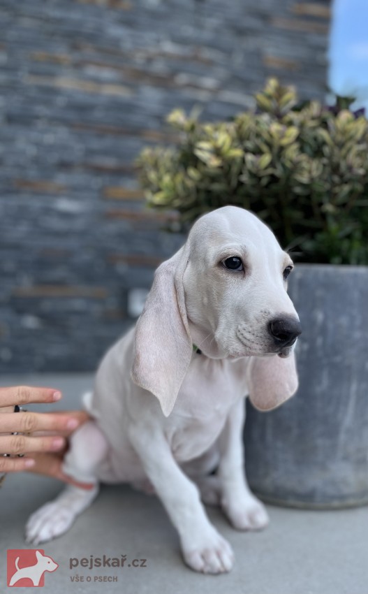 Porcelaine - štěně s PP