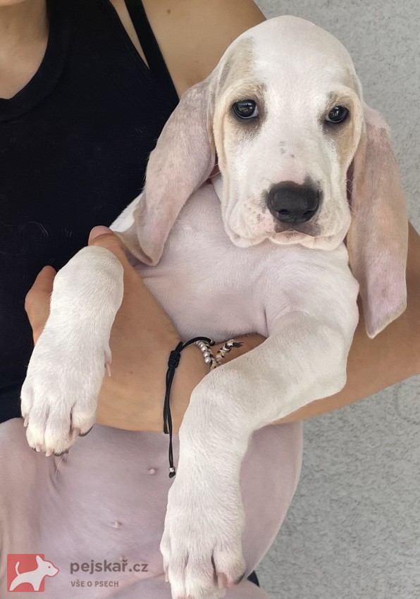 Porcelaine - štěně s PP