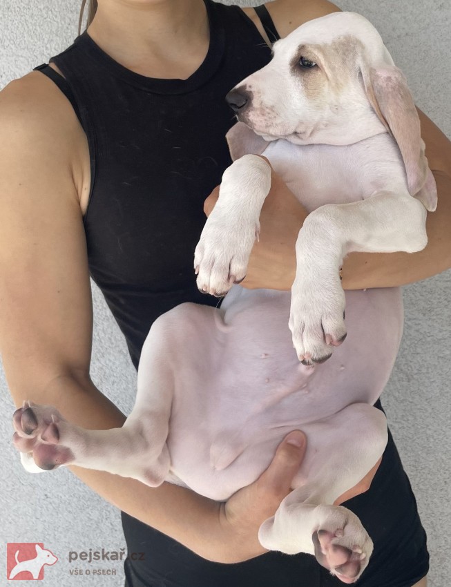 Porcelaine - štěně s PP