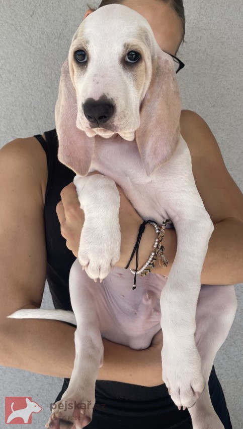 Porcelaine - štěně s PP