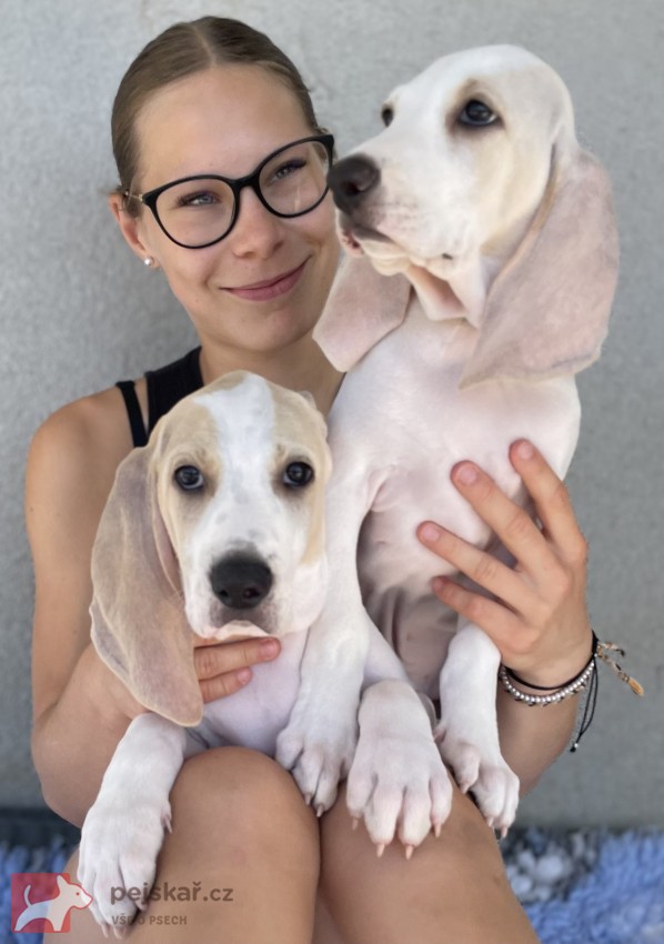 Porcelaine - štěně s PP