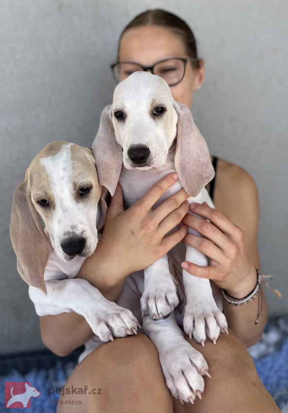 Porcelaine - štěně s PP