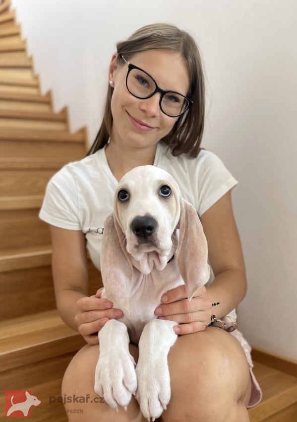 Porcelaine - štěně s PP