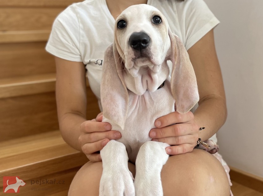 Porcelaine - štěně s PP