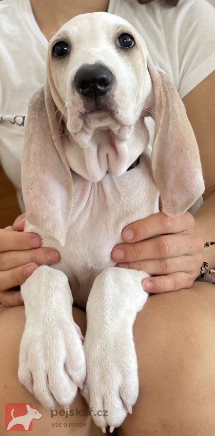 Porcelaine - štěně s PP