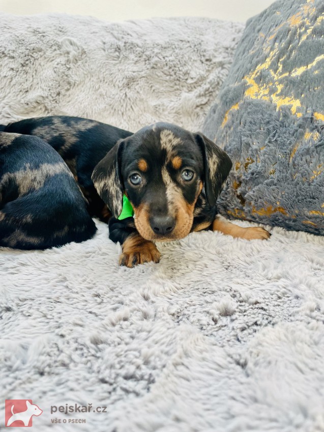 Jezevčík hladkosrstý trpasličí bez PP